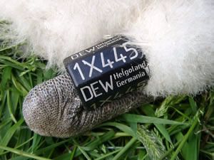 storchenbein-helgoland