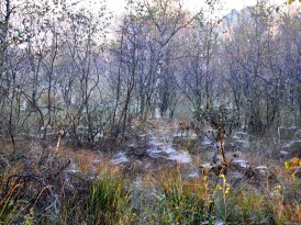 Ostfriesland-Wanderweg_Geest