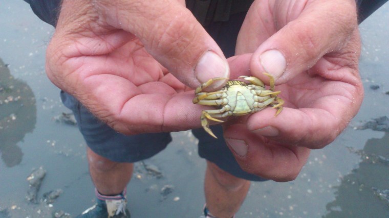 Big Five - Strandkrabbe