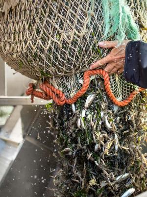 Steert mit Krabben CR Patrick Ohligschlaeger