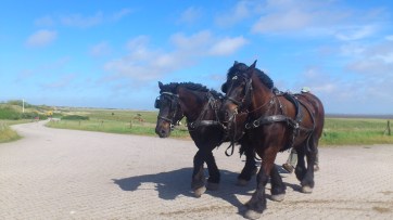 Download Juli 2017 1011