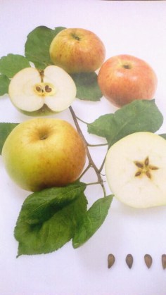 Duelmener Herbstrosenapfel