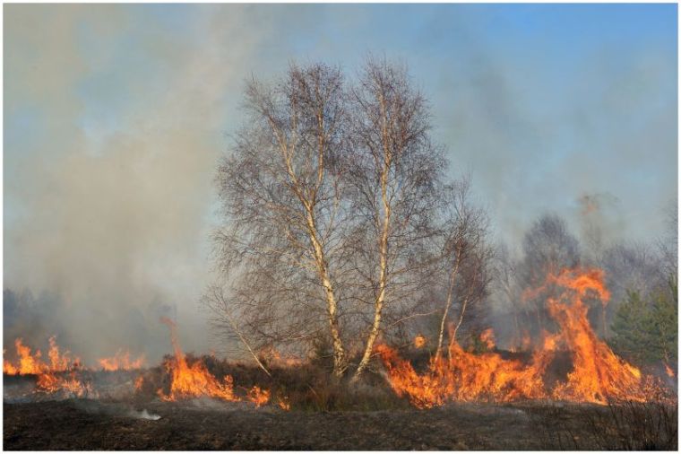Brandrodung_Drover Heide